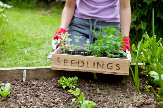 Gardening-Soil-Organic-Farm