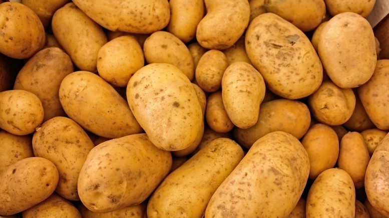 EPA and FDA give go ahead for 3 types of GMO potatoes… planting begins this year